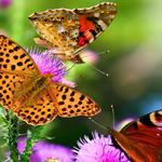 电话轰在线轰炸平台自助下单